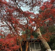 ���ҷ�������ί�칫�Ҳ����һ�����ô���ǰ����Ȼ�ֺ����շ��ع���