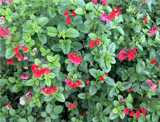 �Ƽ�ůϦ�����������ܻ����˿���������ʱ��